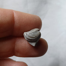 Charger l'image dans la galerie, Homoeorhynchia cynocephala
