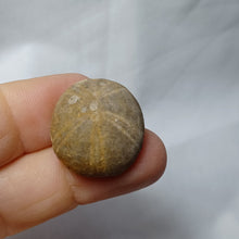 Load image into Gallery viewer, Smithiaster cheveti
