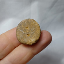 Load image into Gallery viewer, Smithiaster cheveti
