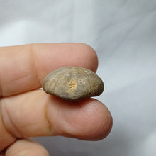 Load image into Gallery viewer, Smithiaster cheveti
