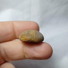 Load image into Gallery viewer, Smithiaster cheveti
