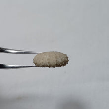 Charger l'image dans la galerie, Pseudodiadema conforme
