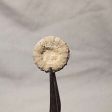 Charger l'image dans la galerie, Pseudodiadema conforme
