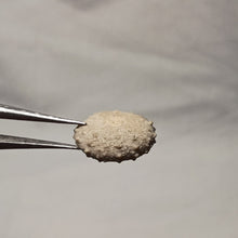 Charger l'image dans la galerie, Pseudodiadema conforme
