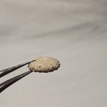 Charger l'image dans la galerie, Pseudodiadema conforme
