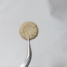 Charger l'image dans la galerie, Tetragramma planissimum
