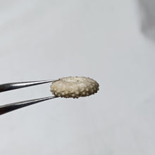 Charger l'image dans la galerie, Tetragramma planissimum
