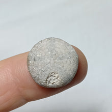 Charger l'image dans la galerie, Anorthopygus orbicularis
