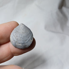 Charger l'image dans la galerie, Ferrythyris constantini
