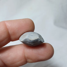 Charger l'image dans la galerie, Ferrythyris constantini
