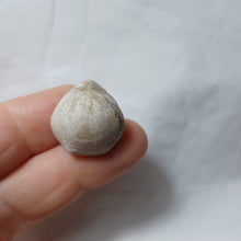 Charger l'image dans la galerie, Conarothyris opima
