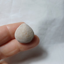 Charger l'image dans la galerie, Conarothyris opima
