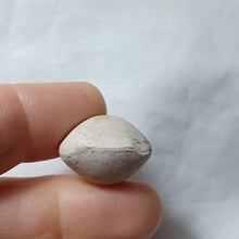 Charger l'image dans la galerie, Conarothyris opima
