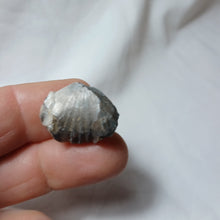 Charger l'image dans la galerie, Gibbirhynchia cf. northamptonensis
