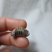 Charger l'image dans la galerie, Gibbirhynchia cf. northamptonensis
