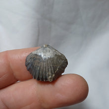 Charger l'image dans la galerie, Gibbirhynchia cf. northamptonensis
