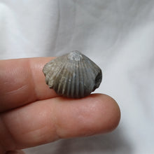 Charger l'image dans la galerie, Gibbirhynchia cf. northamptonensis
