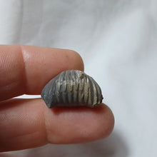 Charger l'image dans la galerie, Gibbirhynchia cf. northamptonensis
