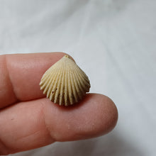 Charger l'image dans la galerie, Formosarhynchia pugnacea
