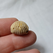 Charger l'image dans la galerie, Formosarhynchia pugnacea
