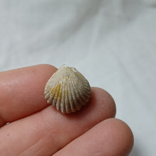 Charger l'image dans la galerie, Formosarhynchia pugnacea
