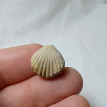 Charger l'image dans la galerie, Formosarhynchia pugnacea
