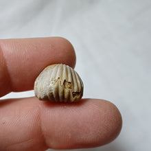 Charger l'image dans la galerie, Formosarhynchia pugnacea
