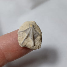 Charger l'image dans la galerie, Cheirothyris fleuriausa
