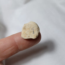 Charger l'image dans la galerie, Cheirothyris fleuriausa
