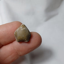 Charger l'image dans la galerie, Argovithytis bisuffarcinata
