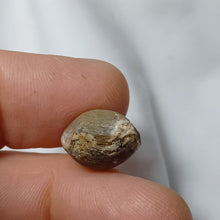 Charger l'image dans la galerie, Argovithytis bisuffarcinata
