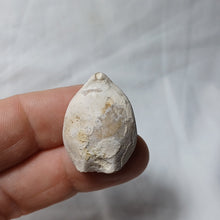 Charger l'image dans la galerie, Dorsoplicathyris subinsignis
