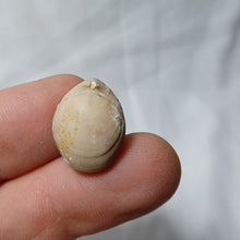 Charger l'image dans la galerie, Zeillerina rupellensis
