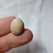 Charger l'image dans la galerie, Zeillerina rupellensis
