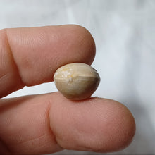 Charger l'image dans la galerie, Zeillerina rupellensis
