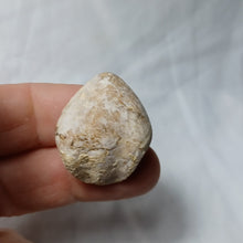 Charger l'image dans la galerie, Dorsoplicathyris subinsignis
