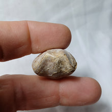 Charger l'image dans la galerie, Dorsoplicathyris subinsignis
