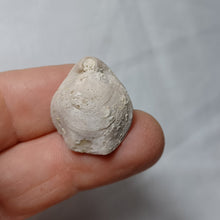 Charger l'image dans la galerie, Xestosina suprajurensis
