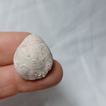 Charger l'image dans la galerie, Xestosina suprajurensis
