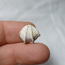 Charger l'image dans la galerie, Cheirothyris fleuriausa
