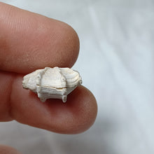 Charger l'image dans la galerie, Cheirothyris fleuriausa
