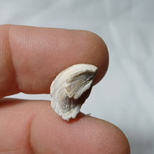 Charger l'image dans la galerie, Cheirothyris fleuriausa
