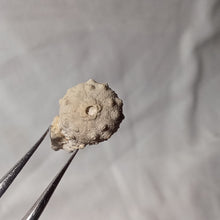 Charger l'image dans la galerie, Hemicidaris mitra
