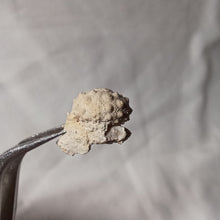 Charger l'image dans la galerie, Hemicidaris mitra
