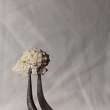 Charger l'image dans la galerie, Hemicidaris mitra
