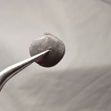 Charger l'image dans la galerie, Zeilleria cf. anglica
