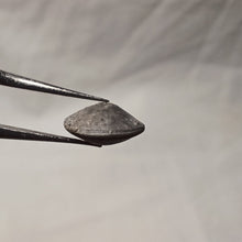 Charger l'image dans la galerie, Zeilleria cf. anglica
