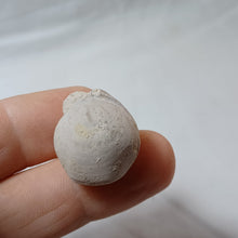 Charger l'image dans la galerie, Conarothyris opima
