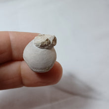 Charger l'image dans la galerie, Conarothyris opima
