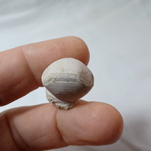 Charger l'image dans la galerie, Conarothyris opima
